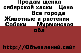 Продам щенка сибирской хаски › Цена ­ 8 000 - Все города Животные и растения » Собаки   . Мурманская обл.